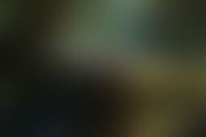 Фотография квеста-анимации Оживший динозавр от компании Казинаки (Фото 1)